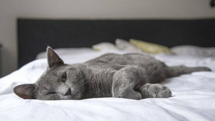 Gatto