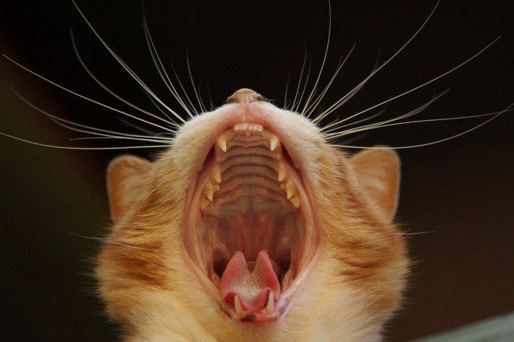 Il gatto sbadiglia
