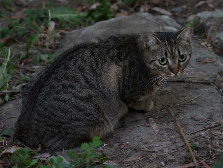 Gatto grigio