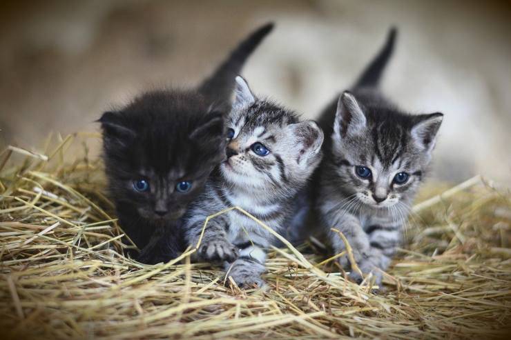 Cuccioli