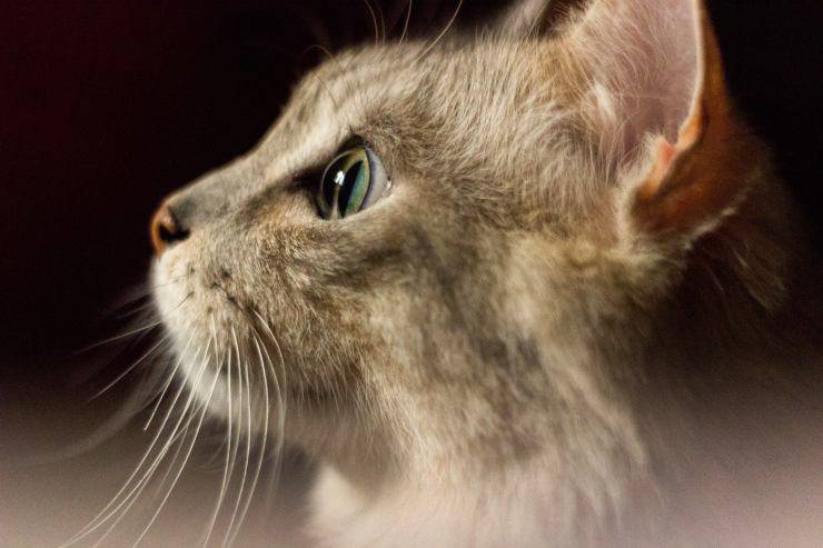 Il linguaggio delle orecchie del gatto