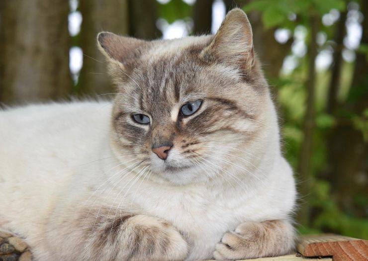 Gatto bianco