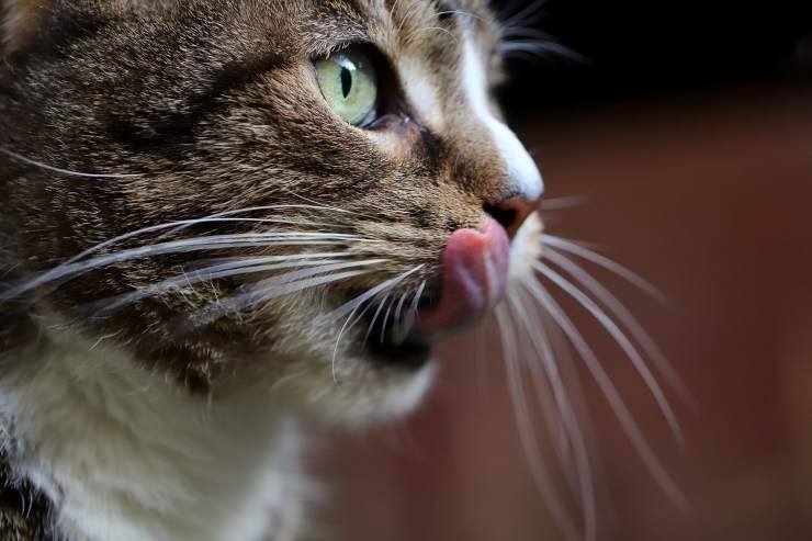 Micio si lecca