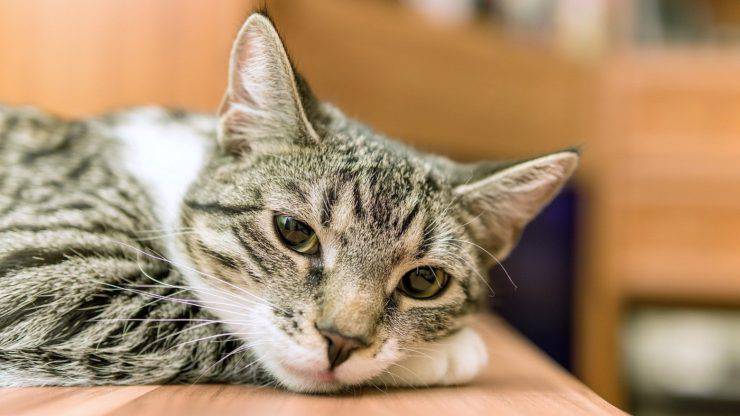 Il gatto non risponde