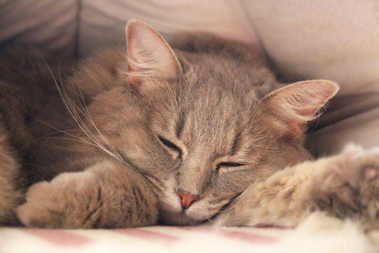 Micio che dorme
