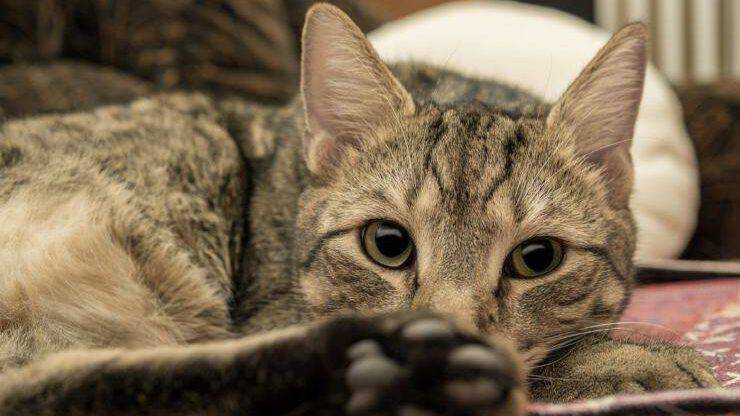 Gatto con fungo Il gatto ha un fungo