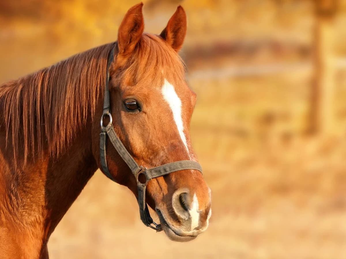 Dermatite equina (Foto Pixabay)