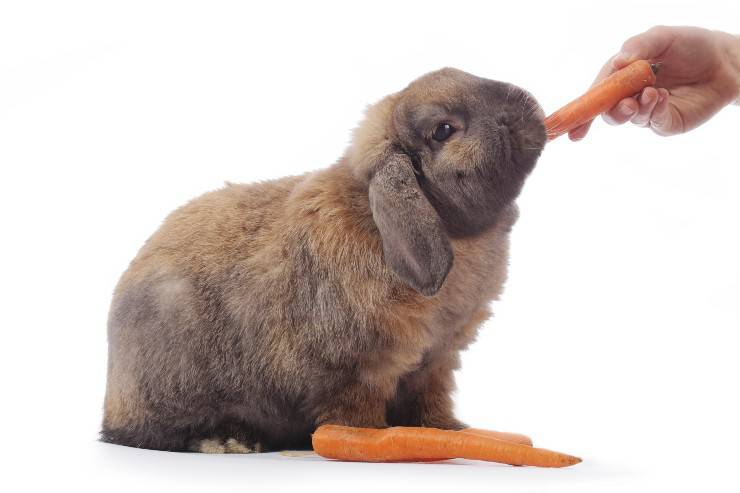 coniglio ariete alimenti consigliati alimentazione coniglio ariete