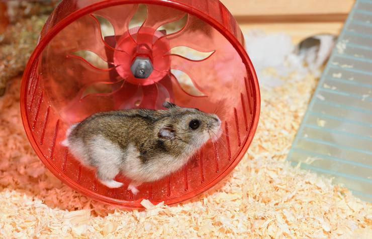 criceto ruota