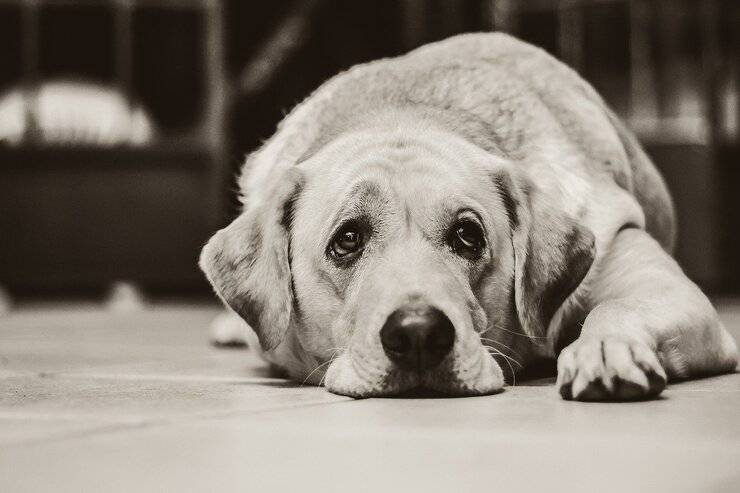 Fido malato