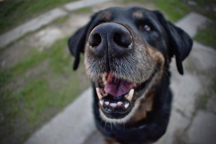 Il cane ha i denti storti