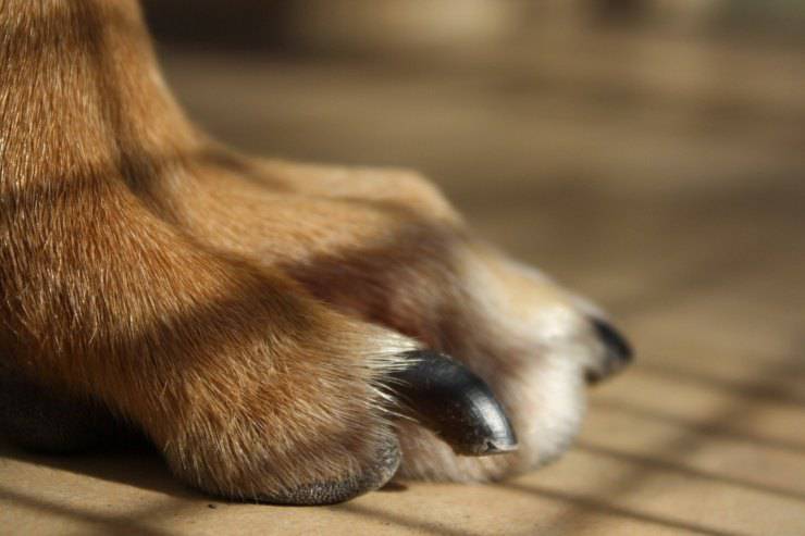 Le unghie del cane crescono troppo