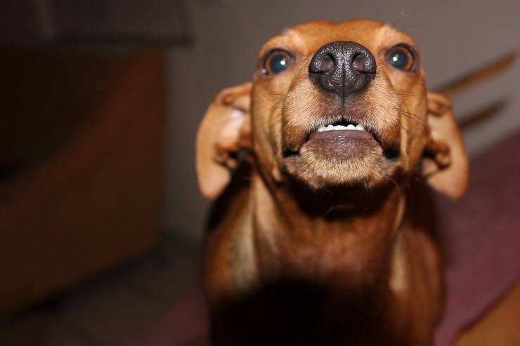 Fido
