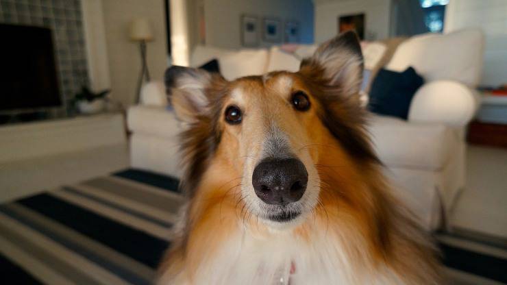 fido