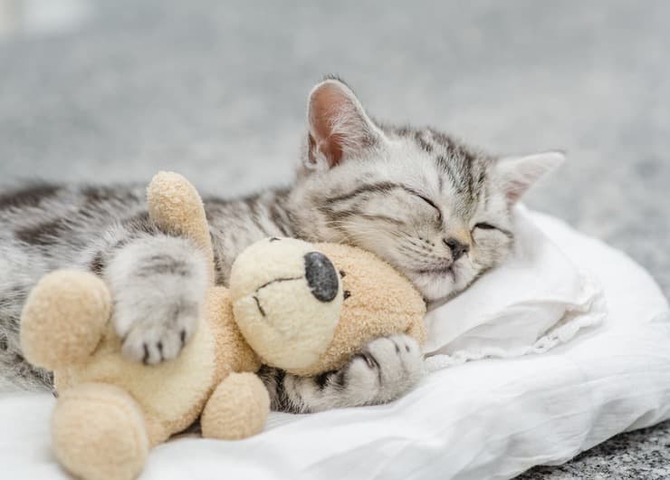 Cosa sognano i gatti quando dormono? (Foto Adobe Stock)