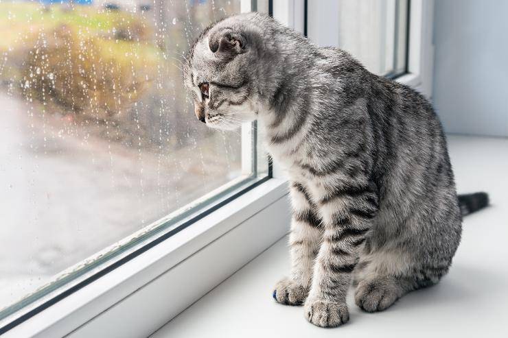 gatto