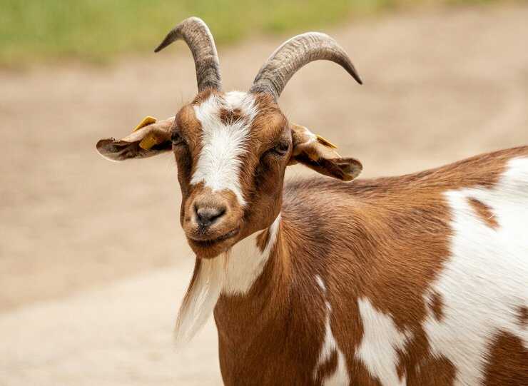 Capra
