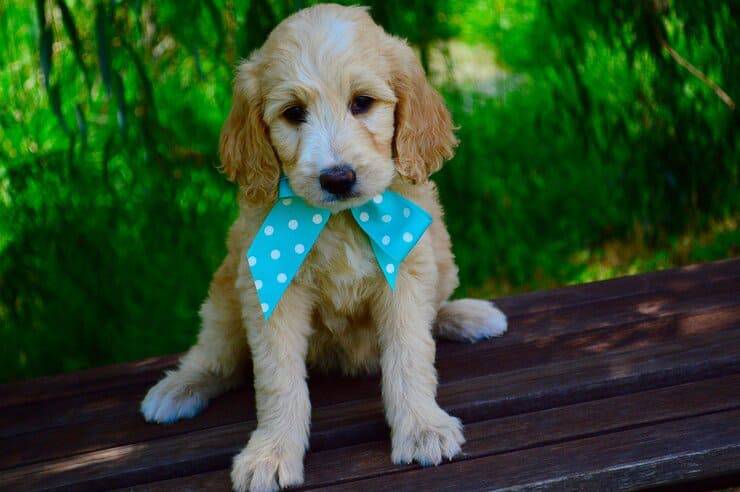 cane