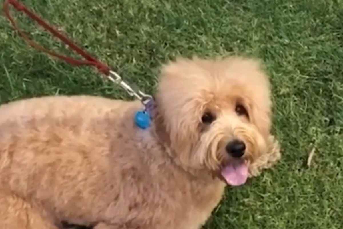 goldendoodle