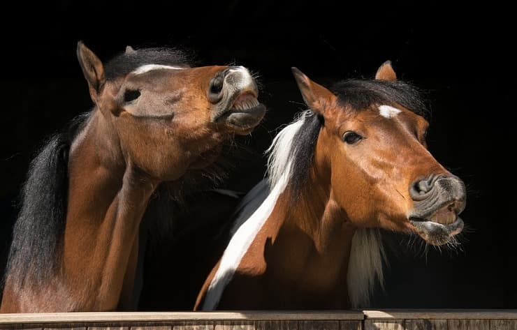Flehmen nel cavallo (Foto Pixabay)
