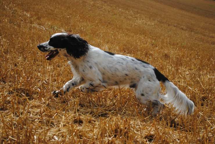 cane da caccia spaniel