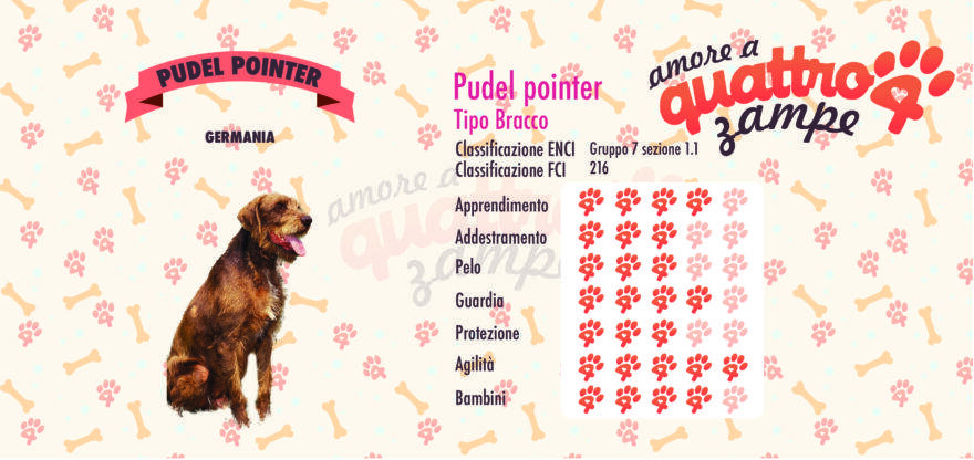 Pudelpointer scheda razza