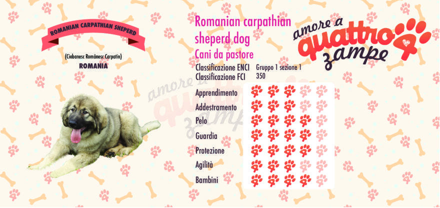 Romanian carpathian sheperd dog scheda razza