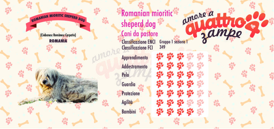 Romanian mioritic sheperd dog scheda razza