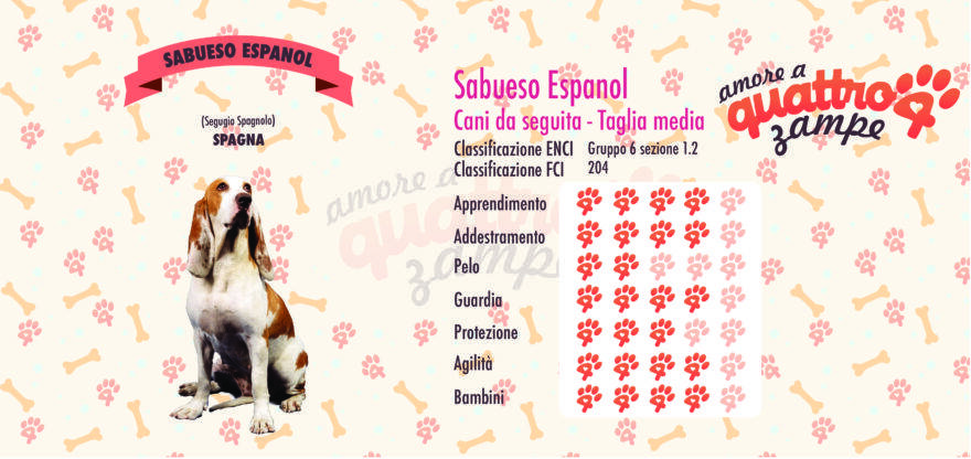 Sabueso Espanol scheda razza