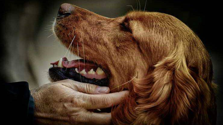 Cane felice test allergologici per cani