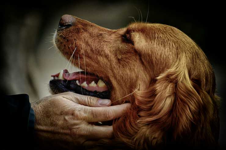 Cane felice (Foto Pixabay)