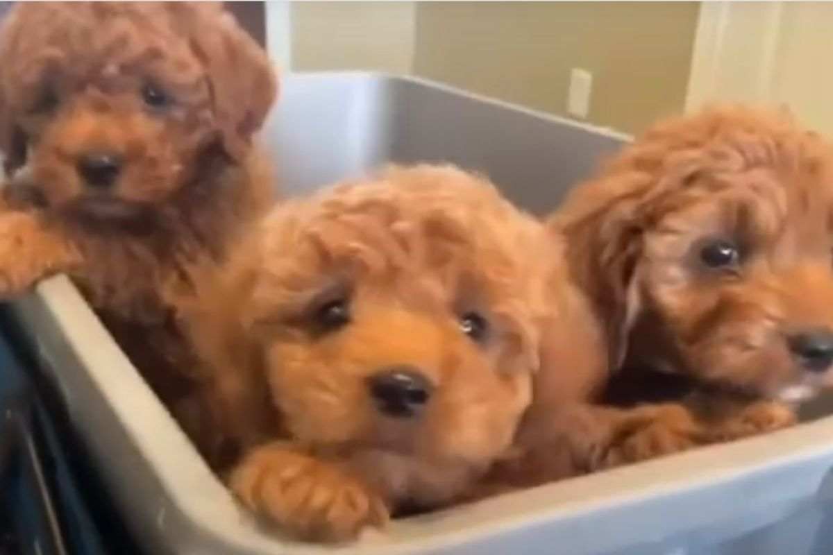 labradoodle