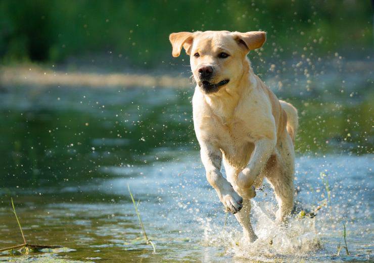 labrador