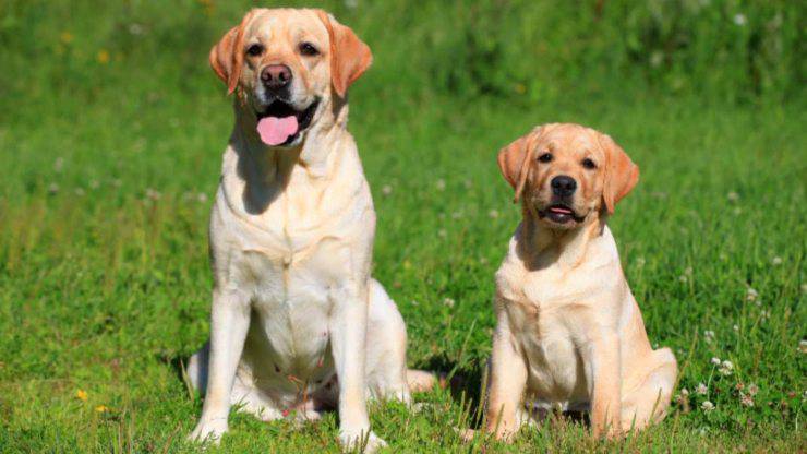 coppia di cani labrador retriever pronti da adottare labrador retriever cane adulto e cucciolo