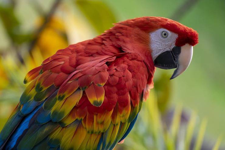 Animali esotici che si possono tenere in casa (Foto Adobe Stock)