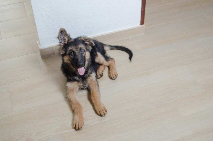 Perché il cane alza un solo orecchio