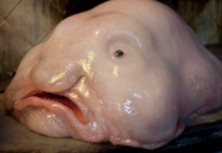 pesce blob