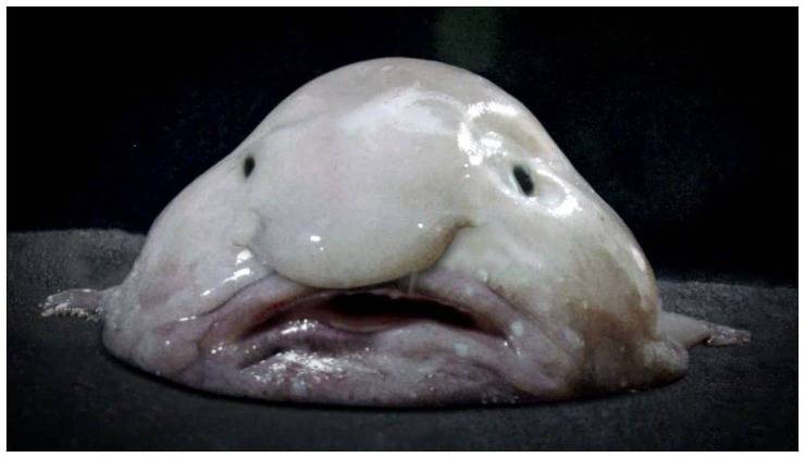 pesce blobfish