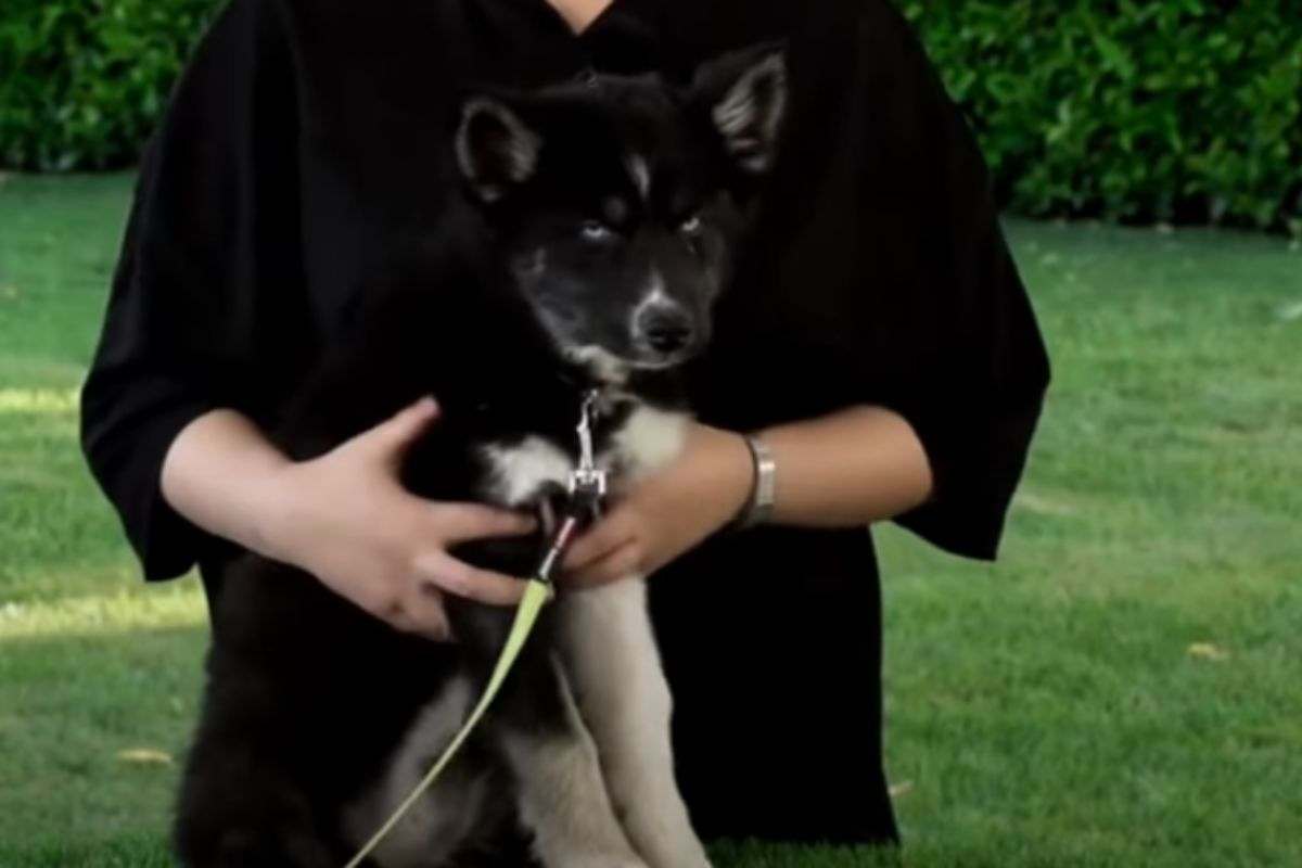 pomsky