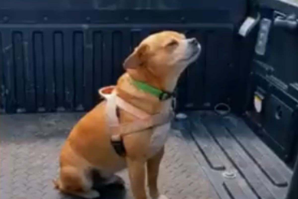 puggle