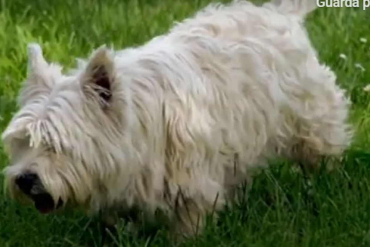schnoodle