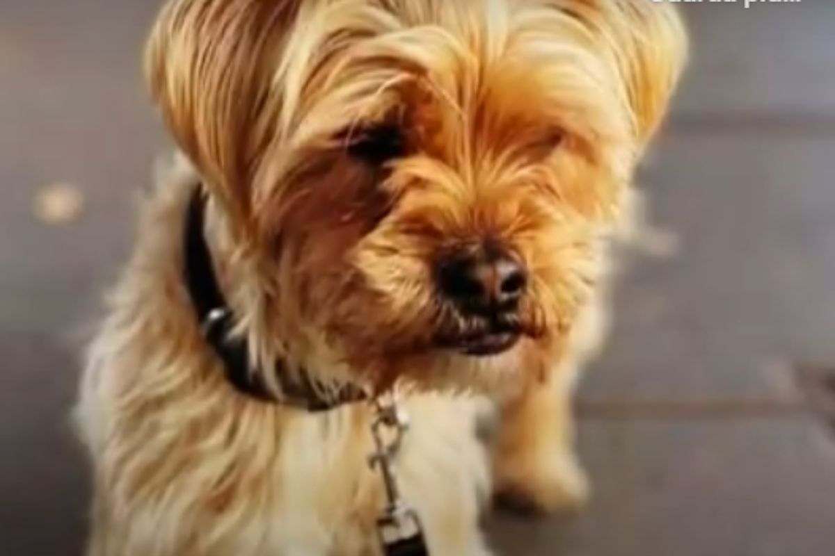 shorkie