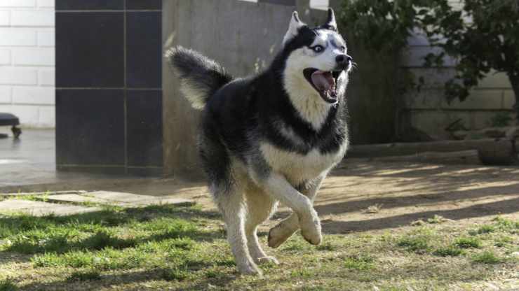 Il cane energico (Foto Pixabay)