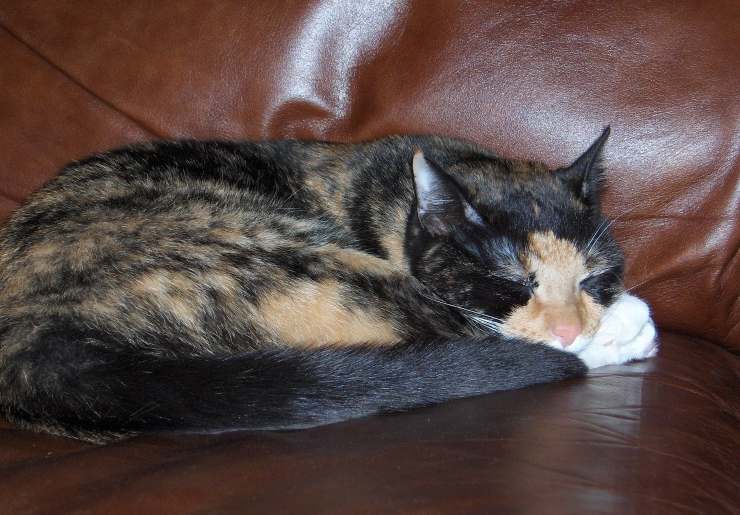 Micio dorme