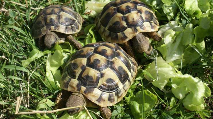 tartarughe la loro vita sociale