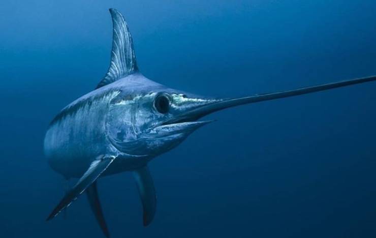 pesce spada