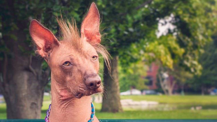 Perro sin pelo del Perú razze cani senza pelo nudi