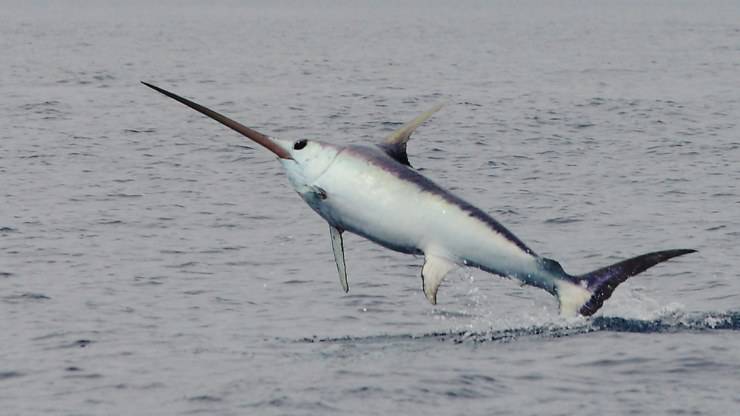 pesce spada salta fuori dall'acqua: questi pesci usano la spada pesce spada come usa la spada