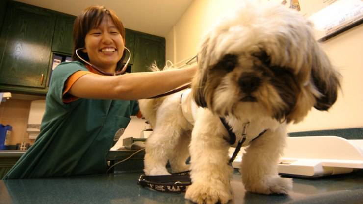 cane dal veterinario controllo medico coprifuoco portare cane veterinario