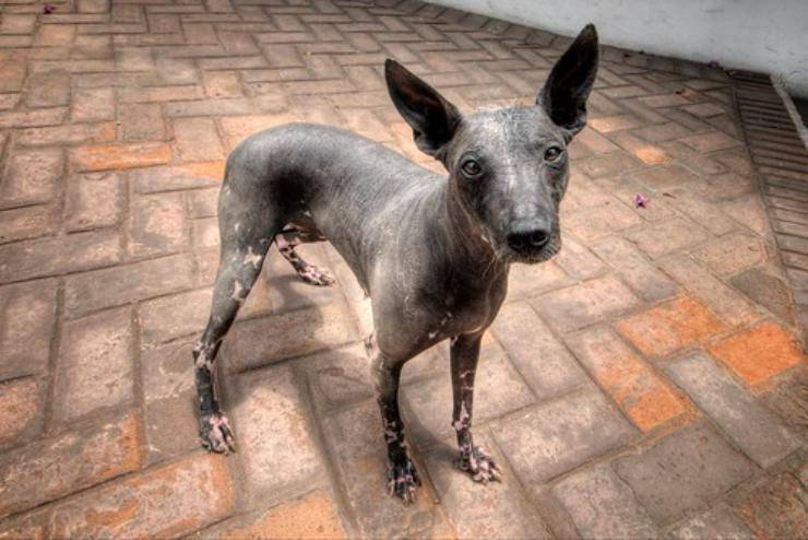 Perro sin pelo del Perú